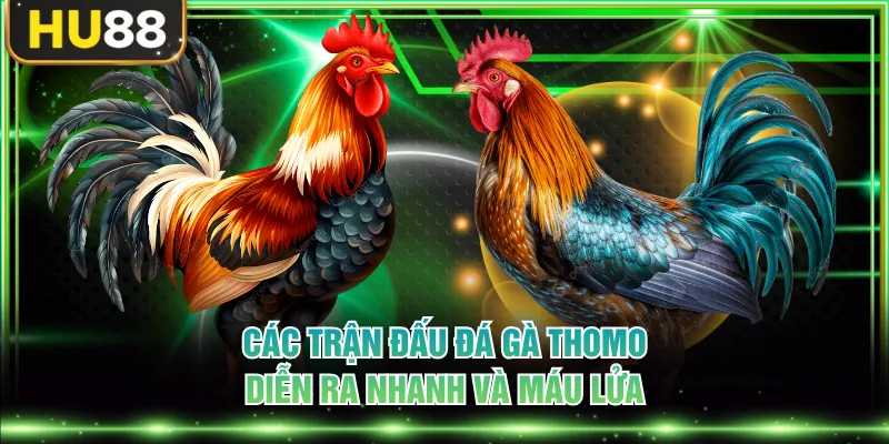 Các trận đấu đá gà Thomo diễn ra nhanh và máu lửa