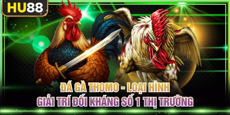Đá gà Thomo