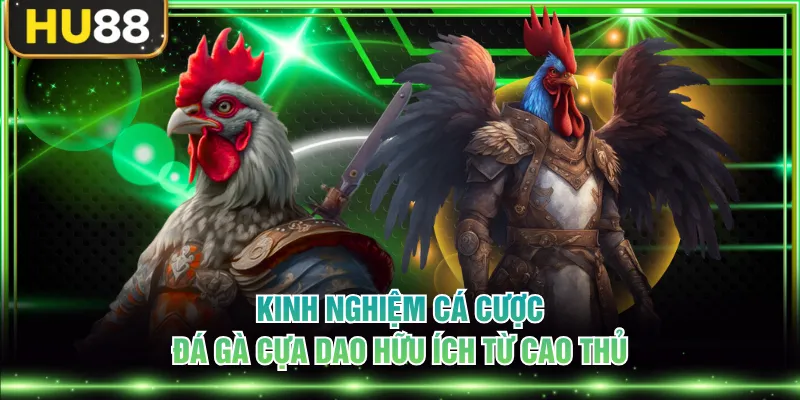 Kinh nghiệm cá cược đá gà cựa dao hữu ích từ cao thủ