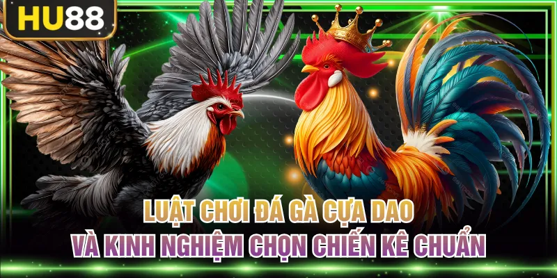 Đá gà cựa dao