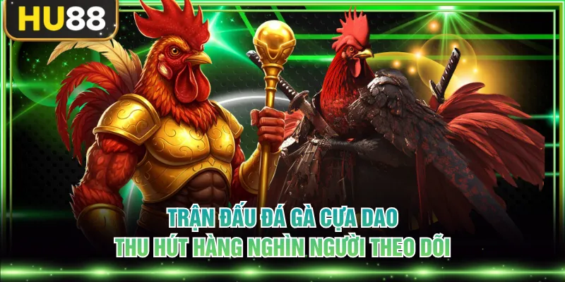 Trận đấu đá gà cựa dao thu hút hàng nghìn người theo dõi